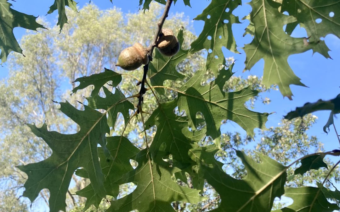 Acorns, Oaks, and the Power of Noticing: Reclaiming Potential in Life’s Third Period